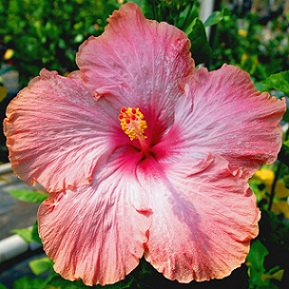  Hibiscus Kissing Giant 