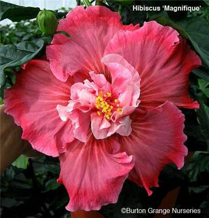  Hibiscus Magnifique 