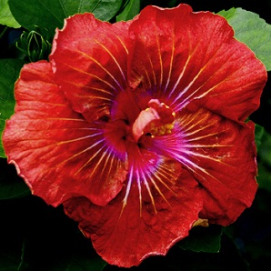  Hibiscus Carnelian 