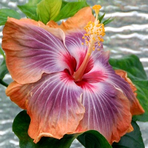  Hibiscus Serenity 