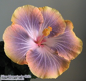  Hibiscus Silver Memories 