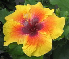  Hibiscus Whirligig 