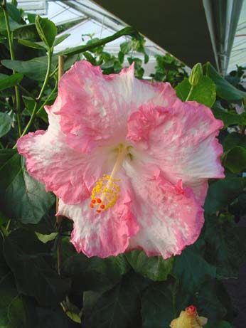  Hibiscus Erika Nicole 