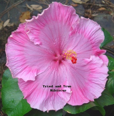  Hibiscus Janys 