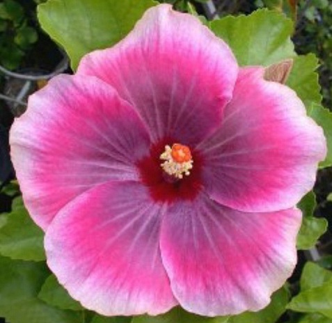  Hibiscus Tahitian Imperial Star 