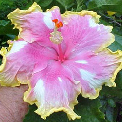  Hibiscus Maribeth 