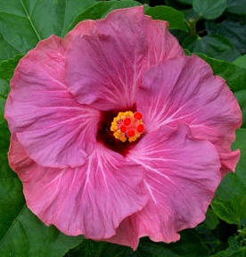  Hibiscus Sea Grape 