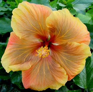  Hibiscus Luscious Beauty sport 