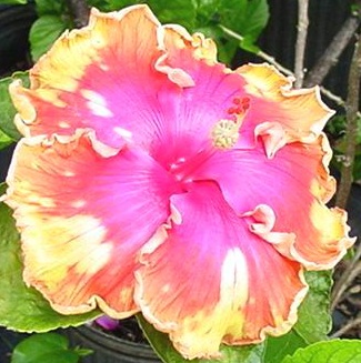  Hibiscus Charles Schmidt 