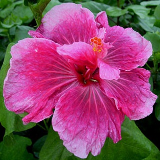  Hibiscus Early Morning 