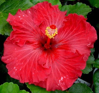  Hibiscus Fifty Brigade 