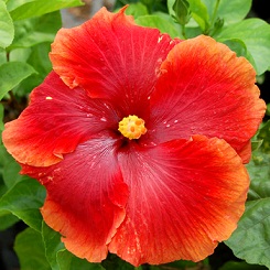  Hibiscus Ay Caramba 