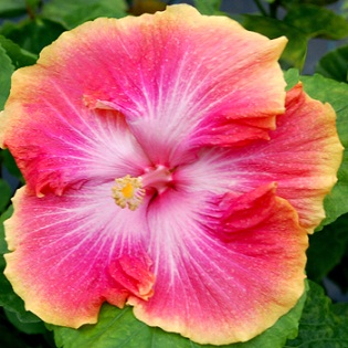  Hibiscus True Love 