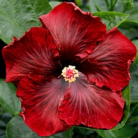  Hibiscus Black Dream 