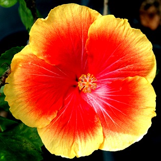  Hibiscus Hot Southern Nights 
