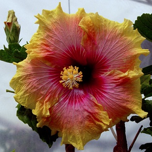  Hibiscus Simple Pleasures 