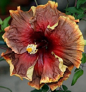  Hibiscus Voodoo Magic 