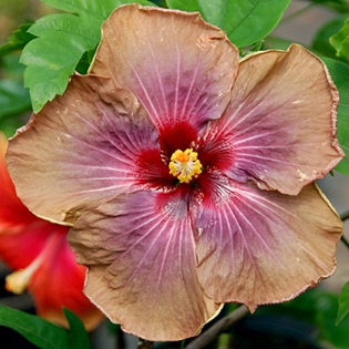  Hibiscus Arabian Princess 