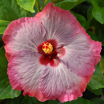  Hibiscus Miss Congeniality