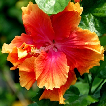  Hibiscus Brazen 