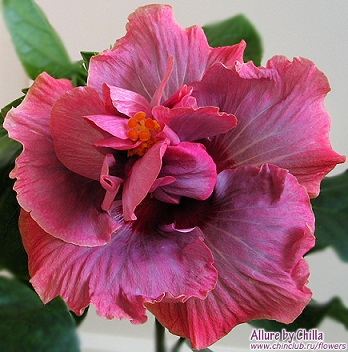  Hibiscus Allure 