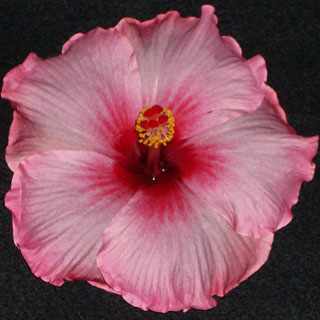  Hibiscus Top Gun 