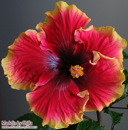  Hibiscus Madeline 