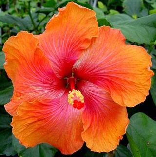  Hibiscus Tahitian Orange Fire 