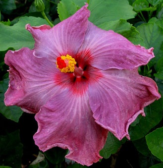  Hibiscus Kathlyn Jane 