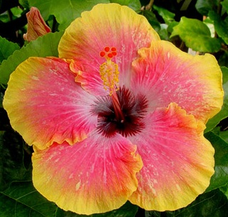  Hibiscus First Impression 