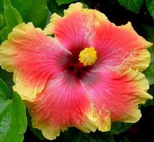  Hibiscus Hi Fever 