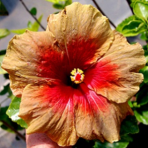  Hibiscus Queen of Sheba 