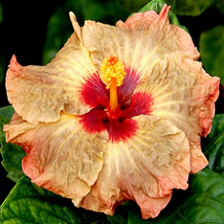  Hibiscus Earth Child 