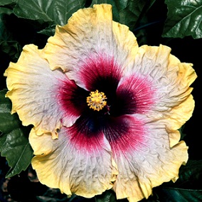  Hibiscus James Bond 