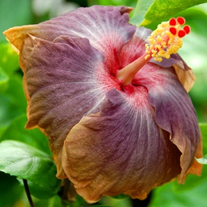  Hibiscus Sea of Tranquility 