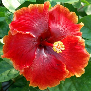  Hibiscus Virtuoso 