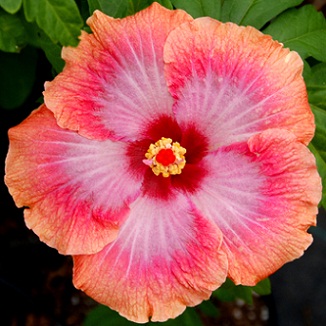  Hibiscus Luck be a Lady 