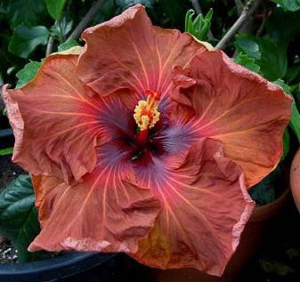  Hibiscus Campfire Girl 