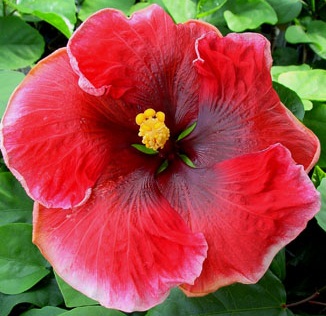 Hibiscus Gypsy Music 