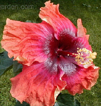  Hibiscus Big Easy 