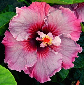  Hibiscus Magnifique 