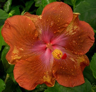  Hibiscus Antique Treasure 