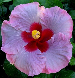  Hibiscus Beau Vie 