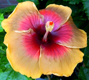  Hibiscus Dalen's Melanie Gronau 