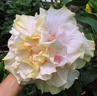  Hibiscus Bride's Bouquet 