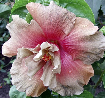  Hibiscus Dream Boat 