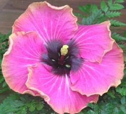  Hibiscus I Am Woman 