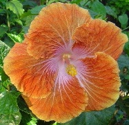  Hibiscus Tahitian Caramel swirl 