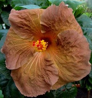  Hibiscus Topaz Glory 