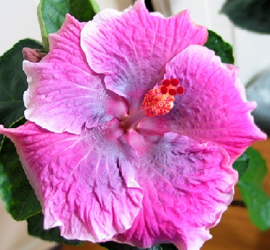  Hibiscus Silver Rose 